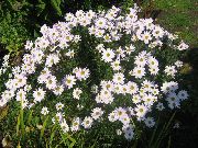 λευκό λουλούδι Δενδράνθεμα (Dendranthema) φωτογραφία