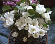 valkoinen Kukka Twinleaf (Jeffersonia dubia) kuva