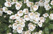 hvid Blomst Diascia, Twinspur  foto