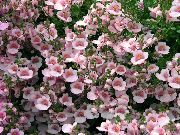 pink Blomst Diascia, Twinspur  foto