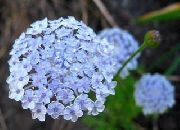 ljusblå  Blå Spets Blomma, Rottnest Island Daisy (Didiscus) foto