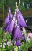 violet Floare Înger Undiță, Zână Baghetă, Wandflower (Dierama) fotografie