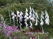 hvit Blomst Engels Fiskestang, Fe Tryllestav, Wandflower (Dierama) bilde