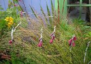 rot Blume Engels Angelrute, Feenhaften Stab, Wandflower (Dierama) foto