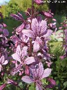 šeřík Květina Plynárna, Hořící Bush (Dictamnus) fotografie