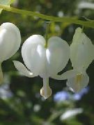 biela Kvetina Krvácajúce Srdce, Dicentra (Dicentra spectabilis) fotografie