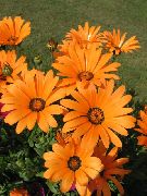 pomarańczowy Kwiat Dimorfoteka (Dimorphotheca) zdjęcie