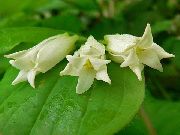 alb Floare Clopote Zână (Disporum) fotografie