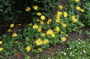 żółty Kwiat Austriacka Doronicum (Doronicum austriacum) zdjęcie