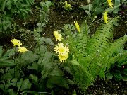 garden flowers yellow Leopard's bane  Doronicum orientale photos, description, cultivation and planting, care and watering