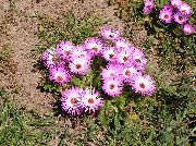 różowy Kwiat Doroteantus (Mesembryanthemum Margaritotsvetkovy) (Dorotheanthus (Mesembryanthemum)) zdjęcie