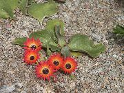 红  利文斯菊花 (Dorotheanthus (Mesembryanthemum)) 照片