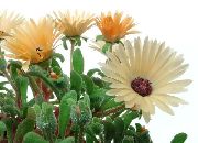oranje Bloem Livingstone Daisy (Dorotheanthus (Mesembryanthemum)) foto