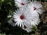 valge Lill Livingstone Daisy (Dorotheanthus (Mesembryanthemum)) foto