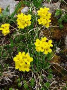 жовтий Квітка Драбів (Крупка) (Draba) фото