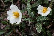 weiß Blume Nelkenwurz (Dryas) foto