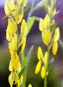 galben Floare Greenweed Dyer Lui (Genista tinctoria) fotografie