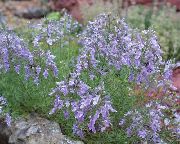 garden flowers lilac Teucrium  Teucrium  photos, description, cultivation and planting, care and watering