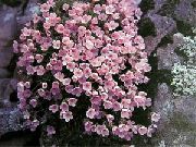 rosa Flor Douglasia, Montanha Rochosa Anão-Prímula, Vitaliana  foto