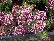 rosa Blomst Oregano (Origanum) bilde