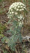 weiß Blume Mond Karotte (Seseli gummiferum) foto