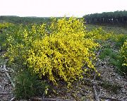黄 フラワー エニシダ、broomtops、共通ほうき、欧州ほうき、アイルランドのほうき (Sarothamnus scoparius) フォト