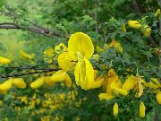 dzeltens Zieds Skotu Slota, Broomtops, Kopējā Slota, Eiropas Slota, Īru Slota (Sarothamnus scoparius) foto