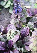 blå Blomst Signalhorn, Bugleweed (Ajuga) foto