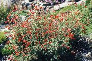 ფორთოხალი ყვავილების Narrowleaf California Fuchsia, Hoary Fuchsia, კოლიბრის საყვირის (Zauschneria) ფოტო