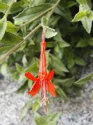 oranžový Kvetina Narrowleaf Kalifornii Fuchsie, Starobylý Fuchsie, Kolibrík Rúrka (Zauschneria) fotografie