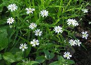 თეთრი ყვავილების Starwort (Stellaria) ფოტო