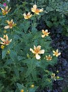 ყვითელი ყვავილების Hypericum (Hypericum ascyron) ფოტო