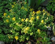 жовтий Квітка Звіробій Олімпійський (Hypericum olimpicum) фото