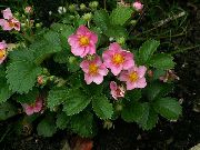 ροζ λουλούδι Φράουλα (Fragaria) φωτογραφία