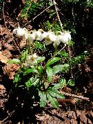 hvit Blomst Pipsissewa, Prins Furu, Malt Kristtorn (Chimaphila) bilde