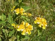 ყვითელი ყვავილების Phlomis  ფოტო