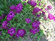 violet Floare Candytuft (Iberis) fotografie