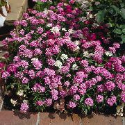 růžový Květina Iberka (Iberis) fotografie