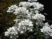 bílá Květina Iberka (Iberis) fotografie