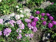 бузковий Квітка Іберіс (Iberis) фото