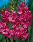 garden flowers pink Ixia Ixia photos, description, cultivation and planting, care and watering