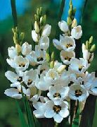 hvid Blomst Ixia  foto