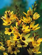 galben Floare Ixia  fotografie