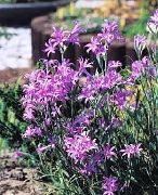 flieder Blume Lily-Of-The-Altai, Lavendel Berglilie, Sibirischer Lilie, Hellblau Berg Lilie, Lilie Weinstein (Ixiolirion) foto