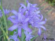 ljusblå Blomma Lily-Of-The-Altai, Lavendel Berg Lilja, Siberian Lilja, Himmelsblå Berg Lilja, Tandsten Lilja (Ixiolirion) foto