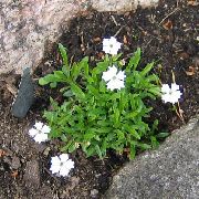 hvid Blomst Silene (Heliosperma, Silene alpestris) foto