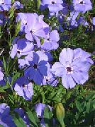 紫丁香 花 甜威廉捕虫草，没有那么漂亮，玫瑰天堂 (Silene armeria, Silene coeli-rosa) 照片