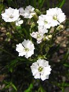 fehér Virág Silene Alpestris  fénykép