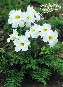 beyaz çiçek Hardy Gloksinya (Incarvillea delavayi) fotoğraf