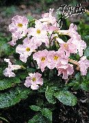 roze Bloem Hardy Gloxinia (Incarvillea delavayi) foto